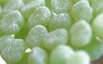 Li Hing Sour Apples