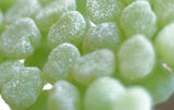Li Hing Sour Apples